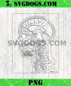 Head And Neck Anatomy PNG